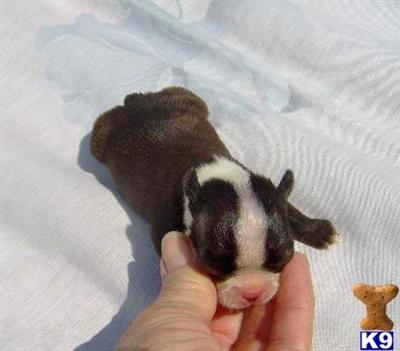 Boston Terrier Puppies for Sale